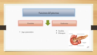 Funciones del páncreas
Exocrina Endocrina
• Jugo pancreático
 Insulina
 Glucagon
 