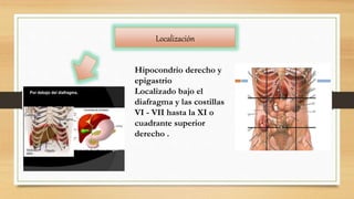 Localización
Hipocondrio derecho y
epigastrio
Localizado bajo el
diafragma y las costillas
VI - VII hasta la XI o
cuadrante superior
derecho .
 