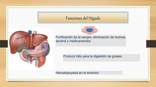 Funciones del Hígado
Producir bilis para la digestión de grasas
Purificación de la sangre, eliminación de toxinas,
alcohol y medicamentos
Hematopoyesis en el embrión
 
