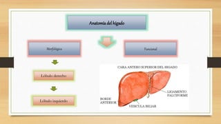 Anatomíadel hígado
Morfológica Funcional
Lóbulo derecho
Lóbulo izquierdo
 