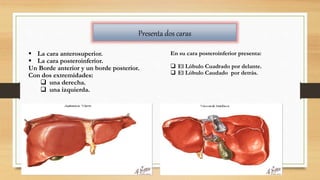 Presenta dos caras
 La cara anterosuperior.
 La cara posteroinferior.
Un Borde anterior y un borde posterior.
Con dos extremidades:
 una derecha.
 una izquierda.
En su cara posteroinferior presenta:
 El Lóbulo Cuadrado por delante.
 El Lóbulo Caudado por detrás.
 