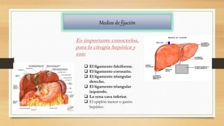 Medios de fijación
Es importante conocerlos,
para la cirugía hepática y
son:
 El ligamento falciforme.
 El ligamento coronario.
 El ligamento triangular
derecho.
 El ligamento triangular
izquierdo.
 La vena cava inferior.
 El epiplón menor o gastro
hepático
 