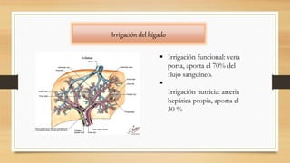 Irrigación del hígado
 Irrigación funcional: vena
porta, aporta el 70% del
flujo sanguíneo.

Irrigación nutricia: arteria
hepática propia, aporta el
30 %
 