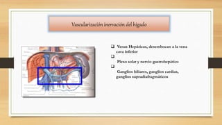 Vascularización inervación del hígado
 Venas Hepáticas, desembocan a la vena
cava inferior

Plexo solar y nervio gastrohepático

Ganglios hiliares, ganglios cardias,
ganglios supradiafragmáticos
 