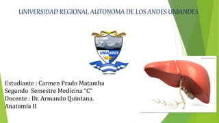 UNIVERSIDAD REGIONAL AUTONOMA DE LOS ANDES UNIANDES
Estudiante : Carmen Prado Matamba
Segundo Semestre Medicina “C”
Docente : Dr. Armando Quintana.
Anatomía II
 