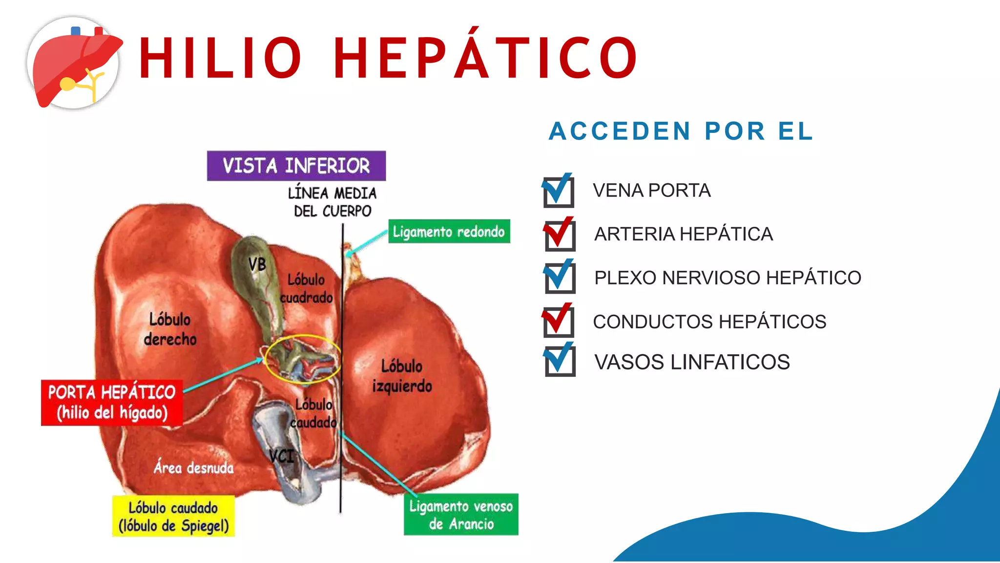 HIGADO PRESENTACION PPTX