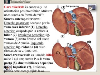 “Curso de Anatomía Humana:
     Carrera de Médico Cirujano”



Cara visceral: es cóncava y de             (3) posterior
                                             Vista

orientación posteroinferior. Muestra
unos surcos en forma de “H”:                       (1)
Surcos anteroposteriores:
Derecho posterior: ocupado por la
vena cava inferior (1). Derecho
anterior: ocupado por la vesícula                    (2)
biliar (2). Izquierdo posterior: lig.     (4)
venoso (3) resto fibroso del ducto
venoso de Arancio. Izquierdo                               (6)
                                               (5)
anterior: lig. redondo (4) resto
fibroso de la v. umbilical.
                                      (7)
Surco transversal: es llamado hilio;
mide 7 a 8 cm; entran P-A la vena
porta (5), ductos biliares hepáticos
(6), a. hepáticas (7), linfáticos,
                                                                 10
plexos nerviosos y tejido laxo.
 