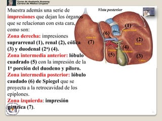 “Curso de Anatomía Humana:
     Carrera de Médico Cirujano”


Muestra además una serie de                     Vista posterior
impresiones que dejan los órganos
que se relacionan con esta cara,                                   (1)
como son:                                                        Suprarrenal
                                                   (6)
Zona derecha: impresiones           Gástr ica
                                                                               (2)
suprarrenal (1), renal (2), cólica (7)                                      Renal

(3) y duodenal (2a) (4).                              Pilórica
                                                                  (4)
                                                                 Duodenal
Zona intermedia anterior: lóbulo                      (5)                      (3)
                                                                                Cólica
cuadrado (5) con la impresión de la
1a porción del duodeno y píloro.
Zona intermedia posterior: lóbulo
caudado (6) de Spiegel que se
proyecta a la retrocavidad de los
epiplones.
Zona izquierda: impresión
gástrica (7).
                                                                                         11
 
