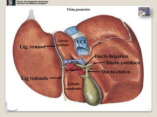 “Curso de Anatomía Humana:
 Carrera de Médico Cirujano”


                                    Vista posterior




                                Lóbulo     VCI
                               caudado
   Lig. venoso
                                                      Ducto hepático
                                    V porta               Ducto colédoco
                                    a. hepática
                                                        Ducto cístico
    Lig redondo
                                     Lóbulo
                                    cuadrado



                                                                           12
 