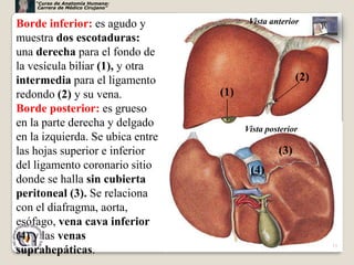 “Curso de Anatomía Humana:
     Carrera de Médico Cirujano”



Borde inferior: es agudo y                Vista anterior
muestra dos escotaduras:
una derecha para el fondo de
la vesícula biliar (1), y otra
intermedia para el ligamento                            (2)
redondo (2) y su vena.             (1)
Borde posterior: es grueso
en la parte derecha y delgado            Vista posterior
en la izquierda. Se ubica entre
las hojas superior e inferior                     (3)
del ligamento coronario sitio             (4)
donde se halla sin cubierta
peritoneal (3). Se relaciona
con el diafragma, aorta,
esófago, vena cava inferior
(4) y las venas
                                                              13
suprahepáticas.
 