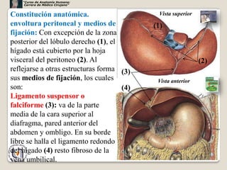 “Curso de Anatomía Humana:
     Carrera de Médico Cirujano”


Constitución anatómica.                     Vista superior
envoltura peritoneal y medios de           (1)
fijación: Con excepción de la zona
posterior del lóbulo derecho (1), el
hígado está cubierto por la hoja
visceral del peritoneo (2). Al                               (2)
reflejarse a otras estructuras forma (3)
sus medios de fijación, los cuales          Vista anterior
son:                                 (4)
Ligamento suspensor o
falciforme (3): va de la parte
media de la cara superior al
diafragma, pared anterior del
abdomen y ombligo. En su borde
libre se halla el ligamento redondo
del hígado (4) resto fibroso de la
                                                                   14
vena umbilical.
 