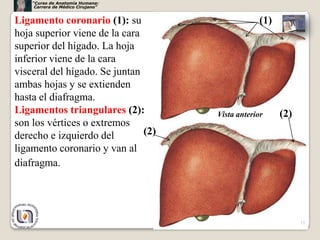 “Curso de Anatomía Humana:
     Carrera de Médico Cirujano”


Ligamento coronario (1): su                       (1)
hoja superior viene de la cara
superior del hígado. La hoja
inferior viene de la cara
visceral del hígado. Se juntan
ambas hojas y se extienden
hasta el diafragma.
Ligamentos triangulares (2):         Vista anterior     (2)
son los vértices o extremos
derecho e izquierdo del        (2)
ligamento coronario y van al
diafragma.




                                                              15
 