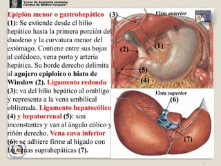 “Curso de Anatomía Humana:
      Carrera de Médico Cirujano”


Epiplón menor o gastrohepático (3)                 Vista anterior
(1): Se extiende desde el hilio
hepático hasta la primera porción del
duodeno y la curvatura menor del
estómago. Contiene entre sus hojas    (2)          (1)
al colédoco, vena porta y arteria
hepática. Su borde derecho delimita
                                            (5)
al agujero epiploico o hiato de
Winslow (2). Ligamento redondo               (4)
(3): va del hilio hepático al ombligo              Vista superior
y representa a la vena umbilical                         (6)
obliterada. Ligamento hepatocólico
(4) y hepatorrenal (5): son
inconstantes y van al ángulo cólico y
riñón derecho. Vena cava inferior
(6): se adhiere firme al hígado con                            (7)
las venas suprahepáticas (7).
                                                                     16
 