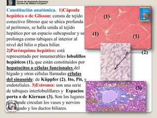 “Curso de Anatomía Humana:
     Carrera de Médico Cirujano”


Constitución anatómica. 1)Cápsula
hepática o de Glisson: consta de tejido            (1)
conectivo fibroso que se ubica profunda
al peritoneo, se halla unida al tejido
hepático por un espacio subcapsular y se     (1)
prolonga como tabiques al interior al
                                                         (1)
nivel del hilio o placa hiliar.
2)Parénquima hepático: está                                     (2)
representado por innumerables lobulillos
hepáticos (1), que están constituidos por
hepatocitos o células funcionales del
hígado y otras células llamadas células
del sinusoide: de Küppfer (2), Ito, Pit, y
endoteliales. 3)Estroma: son una serie
                                                          (3)
de tabiques interlobulillares y Espacios
porta o de Kiernan (3). Son los lugares
por donde circulan los vasos y nervios
del hígado y los ductos biliares.                                 18
 