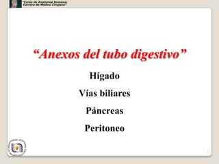 “Curso de Anatomía Humana:
 Carrera de Médico Cirujano”




      “Anexos del tubo digestivo”
                                 Hígado
                               Vías biliares
                                Páncreas
                                Peritoneo

                                               2
 