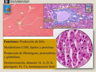 “Curso de Anatomía Humana:
     Carrera de Médico Cirujano”




Funciones: Producción de bilis.
Metabolismo COH, lípidos y proteínas
Producción de fibrinógeno, protrombina
y globulinas.
Desintoxicación, almacén vit. A, D, K,
glucógeno, Fe, Cu, hematopoyesis fetal.   20
 