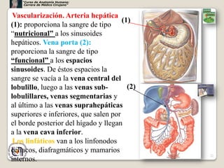 “Curso de Anatomía Humana:
     Carrera de Médico Cirujano”



 Vascularización. Arteria hepática
                                       (1)
(1): proporciona la sangre de tipo
“nutricional” a los sinusoides
hepáticos. Vena porta (2):
proporciona la sangre de tipo
“funcional” a los espacios
sinusoides. De éstos espacios la
sangre se vacía a la vena central del
lobulillo, luego a las venas sub-        (2)
lobulillares, venas segmentarias y
al último a las venas suprahepáticas
superiores e inferiores, que salen por
el borde posterior del hígado y llegan
a la vena cava inferior.
 Los linfáticos van a los linfonodos
celíacos, diafragmáticos y mamarios
                                               22
internos.
 