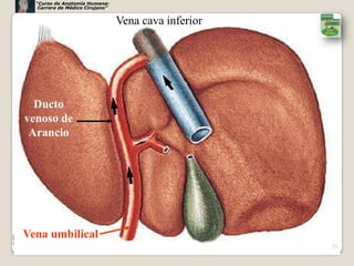 “Curso de Anatomía Humana:
   Carrera de Médico Cirujano”


                                 Vena cava inferior




  Ducto
venoso de
 Arancio




Vena umbilical
                                                      23
 
