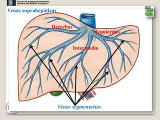 “Curso de Anatomía Humana:
    Carrera de Médico Cirujano”


Venas suprahepáticas


                                  Derechas
                                                     Izquierdas


                                             Intermedia




                                    Venas segmentarias
                                                                  24
 