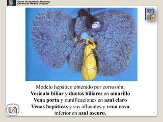 “Curso de Anatomía Humana:
 Carrera de Médico Cirujano”




             Modelo hepático obtenido por corrosión.
           Vesícula biliar y ductos biliares en amarillo
            Vena porta y ramificaciones en azul claro
           Venas hepáticas y sus afluentes y vena cava
                     inferior en azul oscuro.              25
 