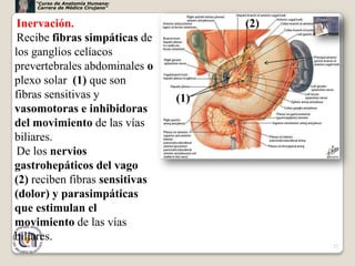 “Curso de Anatomía Humana:
     Carrera de Médico Cirujano”


 Inervación.                             (2)
 Recibe fibras simpáticas de
los ganglios celíacos
prevertebrales abdominales o
plexo solar (1) que son
fibras sensitivas y                (1)
vasomotoras e inhibidoras
del movimiento de las vías
biliares.
 De los nervios
gastrohepáticos del vago
(2) reciben fibras sensitivas
(dolor) y parasimpáticas
que estimulan el
movimiento de las vías
biliares.
                                               27
 