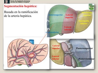 “Curso de Anatomía Humana:
     Carrera de Médico Cirujano”


Segmentación hepática:
Basada en la ramificación                                               Intermedia
                                      Anterosuperior     Lateral         superior
de la arteria hepática.                                 superior
                                   Ps                                Intermedia
                                                                       inferior
                                                       Lateral
                                    Pi                 inferior
                                   Anteroinferior




                                          Lateral
                                         superior                  Posterosuperior


                                         Lateral
                                         inferior                    Posteroinferior


                                                                                  28
 