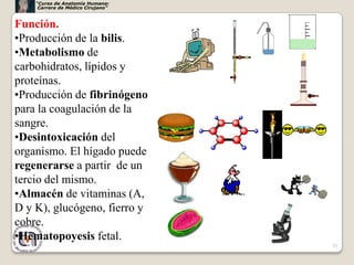 “Curso de Anatomía Humana:
     Carrera de Médico Cirujano”



Función.
•Producción de la bilis.
•Metabolismo de
carbohidratos, lípidos y
proteínas.
•Producción de fibrinógeno
para la coagulación de la
sangre.
•Desintoxicación del
organismo. El hígado puede
regenerarse a partir de un
tercio del mismo.
•Almacén de vitaminas (A,
D y K), glucógeno, fierro y
cobre.
•Hematopoyesis fetal.
                                   29
 