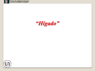 “Curso de Anatomía Humana:
 Carrera de Médico Cirujano”




                               “Hígado”




                                          3
 