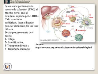 “Curso de Anatomía Humana:
     Carrera de Médico Cirujano”


Se entiende por transporte
reverso de colesterol (TRC) al
proceso por el cuál el
colesterol captado por el HDL-
C de las células
periféricas, llega al hígado
para ser eliminado por las vías
biliares.
Dicho proceso consta de 4
pasos:
1- Eflujo,
2- Esterificación,
3-Transporte directo y       Fuente:
                             http://www.sac.org.ar/web/es/ateneo-de-epidemiologia-1
4- Transporte indirecto.1




                                                                                      30
 