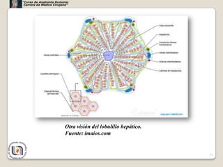 “Curso de Anatomía Humana:
 Carrera de Médico Cirujano”




                         Otra visión del lobulillo hepático.
                         Fuente: imaios.com


                                                               33
 