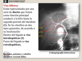 “Curso de Anatomía Humana:
      Carrera de Médico Cirujano”



Vías biliares.
Están representadas por una
serie de ductos que tienen
como función principal
conducir a la bilis hasta la
segunda porción del duodeno
(1). Se les clasifica en dos
tipos generales, de acuerdo a       (2)
su localización:                    (3)
Dentro del hígado o vías            (1)
intrahepáticas (2)
Fuera del hígado o vías
extrahepáticas.

                                          Colangiografía intravenosa
Las ratas, palomas y caballos
no tienen vesícula biliar.                                             34
 