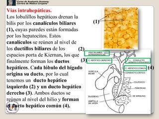 “Curso de Anatomía Humana:
     Carrera de Médico Cirujano”


Vías intrahepáticas.
Los lobulillos hepáticos drenan la
bilis por los canalículos biliares        (1)
(1), cuyas paredes están formadas
por los hepatocitos. Estos
canalículos se reúnen al nivel de
los ductillos biliares de los      (2)
espacios porta de Kiernan, los que
finalmente forman los ductos        (3)
hepáticos. Cada lóbulo del hígado               (4)
origina su ducto, por lo cual
tenemos un ducto hepático
izquierdo (2) y un ducto hepático
derecho (3). Ambos ductos se
reúnen al nivel del hilio y forman
el ducto hepático común (4).
                                                35
 