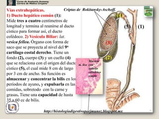 “Curso de Anatomía Humana:
      Carrera de Médico Cirujano”


Vías extrahepáticas.              Criptas de Rokitansky-Aschoff.
1) Ducto hepático común (1):                                     (4)
Mide tres a cuatro centímetros de
longitud y termina al reunirse al ducto                              (5)      (1)
cístico para formar así, el ducto
colédoco. 2) Vesícula Biliar: lat.
vesica fellea. Órgano con forma de                          (3)
saco que se proyecta al nivel del 9 o

cartílago costal derecho. Tiene un
fondo (2), cuerpo (3) y un cuello (4)                       (2)
                                                 Mucosa
que se relaciona con el origen del ducto m. liso con
cístico (5), el cual mide 8 cm de largo          epitelio
                                                 cilíndrico
por 3 cm de ancho. Su función es                 simple
almacenar y concentrar la bilis en los
períodos de ayuno, y expulsarla en las
comidas, sobretodo con la carne y
grasas. Tiene una capacidad de hasta
35 a 60 cc de bilis.

                                                                                    36
                            http://histologiadigestivoporjmunoz.blogspot.mx
 