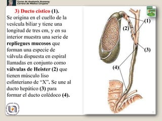 “Curso de Anatomía Humana:
     Carrera de Médico Cirujano”



    3) Ducto cístico (1).
Se origina en el cuello de la
                                               (1)
vesícula biliar y tiene una
longitud de tres cm, y en su             (2)
interior muestra una serie de
repliegues mucosos que
forman una especie de                          (3)
válvula dispuesta en espiral
llamadas en conjunto como
válvulas de Heister (2) que        (4)
tienen músculo liso
esfinteriano de “X”. Se une al
ducto hepático (3) para
formar el ducto colédoco (4).


                                                     37
 