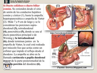 “Curso de Anatomía Humana:
       Carrera de Médico Cirujano”


4) Ducto colédoco o ducto biliar                  (1)      (3)
común. Se extienden desde el sitio                                        (4)
de unión de los conductos hepático
común y cístico (1), hasta la ampolla                                       (5)
hepatopancreática o ampolla de Vatter
(2). Mide 7 a 9 cm de largo y se le         (2)
consideran las porciones supra-
duodenal (3), retroduodenal
(4), pancreática (5), donde se une al     http://www.facmed.unam.mx
ducto pancrético principal o de
Wirsüng y la intraduodenal
(6), donde terminan juntos en la
ampolla de Vatter, la cual está rodeada
por músculo liso que actúa como un
esfínter que impide el reflujo desde el
duodeno. La ampolla se abre en la           (6)
llamada carúncula o papila duodenal
mayor de la parte posteromedial de la
segunda porción del duodeno (6).
                                                  Fuente: losrrxx.blogspot.com    38
 