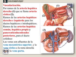 “Curso de Anatomía Humana:
     Carrera de Médico Cirujano”



Vascularización.                           (1)
Por ramos de la arteria hepática
derecha (1) que se llama arteria
cística (2).
                                     (2)
Ramos de las arterias hepáticas
derecha e izquierda para los
ductos hepáticos e intrahepáticos.
Ramos de las arterias hepática
común, hepática propia y             (3)
pancreaticoducodenales
posteriores, para el ducto
colédoco
Las venas son afluentes de la
vena mesentérica superior, y la
vena cística a la rama derecha
(3) de la vena porta.
                                                 39
 