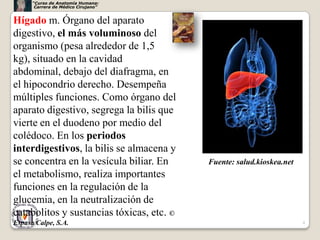 “Curso de Anatomía Humana:
       Carrera de Médico Cirujano”


Hígado m. Órgano del aparato
digestivo, el más voluminoso del
organismo (pesa alrededor de 1,5
kg), situado en la cavidad
abdominal, debajo del diafragma, en
el hipocondrio derecho. Desempeña
múltiples funciones. Como órgano del
aparato digestivo, segrega la bilis que
vierte en el duodeno por medio del
colédoco. En los periodos
interdigestivos, la bilis se almacena y
se concentra en la vesícula biliar. En     Fuente: salud.kioskea.net
el metabolismo, realiza importantes
funciones en la regulación de la
glucemia, en la neutralización de
catabolitos y sustancias tóxicas, etc. ©
Espasa Calpe, S.A.                                                     4
 
