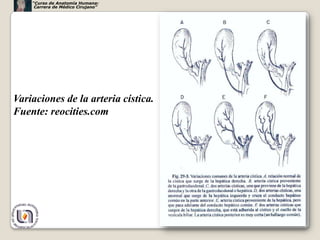 “Curso de Anatomía Humana:
     Carrera de Médico Cirujano”




Variaciones de la arteria cística.
Fuente: reocities.com




                                     40
 