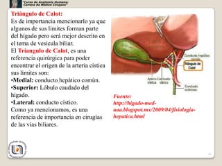 “Curso de Anatomía Humana:
      Carrera de Médico Cirujano”


Triángulo de Calot:
Es de importancia mencionarlo ya que
algunos de sus límites forman parte
del hígado pero será mejor descrito en
el tema de vesícula biliar.
El Tríangulo de Calot, es una
referencia quirúrgica para poder
encontrar el origen de la arteria cística
sus límites son:
•Medial: conducto hepático común.
•Superior: Lóbulo caudado del
hígado.                                     Fuente:
•Lateral: conducto cístico.                 http://higado-med-
Como ya mencionamos, es una                 uaa.blogspot.mx/2009/04/fisiologia-
referencia de importancia en cirugías       hepatica.html
de las vías biliares.



                                                                                  41
 