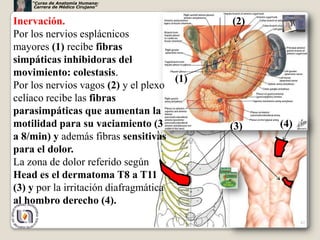 “Curso de Anatomía Humana:
     Carrera de Médico Cirujano”


Inervación.                                 (2)
Por los nervios esplácnicos
mayores (1) recibe fibras
simpáticas inhibidoras del
movimiento: colestasis.
                                      (1)
Por los nervios vagos (2) y el plexo
celíaco recibe las fibras
parasimpáticas que aumentan la
motilidad para su vaciamiento (3            (3)   (4)
a 8/min) y además fibras sensitivas
para el dolor.
La zona de dolor referido según
Head es el dermatoma T8 a T11
(3) y por la irritación diafragmática
al hombro derecho (4).
                                                        42
 