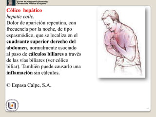 “Curso de Anatomía Humana:
     Carrera de Médico Cirujano”


Cólico hepático
hepatic colic.
Dolor de aparición repentina, con
frecuencia por la noche, de tipo
espasmódico, que se localiza en el
cuadrante superior derecho del
abdomen, normalmente asociado
al paso de cálculos biliares a través
de las vías biliares (ver cólico
biliar). También puede causarlo una
inflamación sin cálculos.

© Espasa Calpe, S.A.



                                        44
 