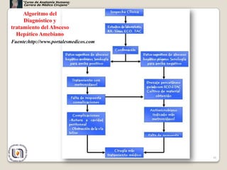 “Curso de Anatomía Humana:
      Carrera de Médico Cirujano”


     Algoritmo del
     Diagnóstico y
tratamiento del Absceso
  Hepático Amebiano
Fuente:http://www.portalesmedicos.com




                                        48
 