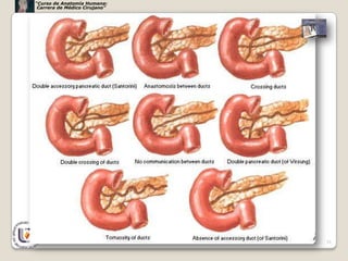 “Curso de Anatomía Humana:
 Carrera de Médico Cirujano”




                               51
 