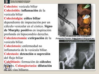 “Curso de Anatomía Humana:
     Carrera de Médico Cirujano”


Colecisto: vesícula biliar
Colecistitis: inflamación de la
vesícula biliar
Colecistalgia: cólico biliar
dependiente de impactación por un
cálculo vesicular en el cístico. Signo
de Murphy positivo en inspiración
profunda en hipocondrio derecho.             CPRE en paciente con Colangitis
Colecistectomía: extirpación de la       Primaria.Fuente: http://smaci.blogspot.mx
vesícula biliar.
Colecistosis: enfermedad no
inflamatoria de la vesícula biliar.
Colestasis: detención o supresión
del flujo biliar
Colelitiasis: formación de cálculos
biliares. Colangiectasia: dilatación
                                                                                57
de las vías biliares
 