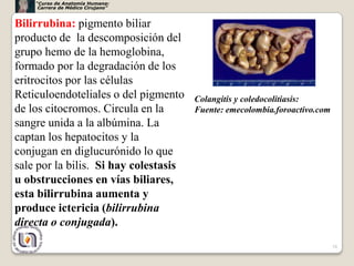 “Curso de Anatomía Humana:
     Carrera de Médico Cirujano”


Bilirrubina: pigmento biliar
producto de la descomposición del
grupo hemo de la hemoglobina,
formado por la degradación de los
eritrocitos por las células
Reticuloendoteliales o del pigmento    Colangitis y coledocolitiasis:
de los citocromos. Circula en la       Fuente: emecolombia.foroactivo.com
sangre unida a la albúmina. La
captan los hepatocitos y la
conjugan en diglucurónido lo que
sale por la bilis. Si hay colestasis
u obstrucciones en vías biliares,
esta bilirrubina aumenta y
produce ictericia (bilirrubina
directa o conjugada).
                                                                            58
 