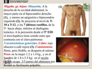 “Curso de Anatomía Humana:
     Carrera de Médico Cirujano”



 Hígado. gr. hêpar. Situación. A la                  Vista anterior
                                               (1)                    (2)
derecha de la cavidad abdominal, la
mayor parte en el hipocondrio derecho
(1), y menos en epigastrio e hipocondrio
izquierdo (2). Se proyecta al nivel de T-
10 a T-12, o las 7 últimas costillas, de la
5a hacia abajo, inferior al diafragma
torácico. A la percusión desde el 5º EID
el área hepática tiene sonido mate que
contrasta con el claro pulmonar.
 Características generales. Color: rojo
obscuro a café rojizo (3). Consistencia:                      (3)
firme, pero friable, se desgarra al suturar.
Peso: en la mujer 1.2 a 1.4 kg., y en el
hombre de 1.8 a 2.5 kg; en el recién
nacido ocupa 2/5 partes del abdomen por
                                                                            6
lo cual es fácilmente palpable.
 