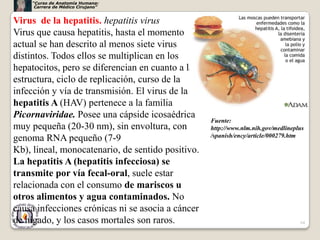 “Curso de Anatomía Humana:
     Carrera de Médico Cirujano”


Virus de la hepatitis. hepatitis virus
Virus que causa hepatitis, hasta el momento
actual se han descrito al menos siete virus
distintos. Todos ellos se multiplican en los
hepatocitos, pero se diferencian en cuanto a la
estructura, ciclo de replicación, curso de la
infección y vía de transmisión. El virus de la
hepatitis A (HAV) pertenece a la familia
Picornaviridae. Posee una cápside icosaédrica
                                                   Fuente:
muy pequeña (20-30 nm), sin envoltura, con         http://www.nlm.nih.gov/medlineplus
                                                   /spanish/ency/article/000279.htm
genoma RNA pequeño (7-9
Kb), lineal, monocatenario, de sentido positivo.
La hepatitis A (hepatitis infecciosa) se
transmite por vía fecal-oral, suele estar
relacionada con el consumo de mariscos u
otros alimentos y agua contaminados. No
causa infecciones crónicas ni se asocia a cáncer
de hígado, y los casos mortales son raros.                                         64
 