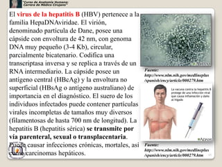 “Curso de Anatomía Humana:
     Carrera de Médico Cirujano”


El virus de la hepatitis B (HBV) pertenece a la
familia HepaDNAviridae. El virión,
denominado partícula de Dane, posee una
cápside con envoltura de 42 nm, con genoma
DNA muy pequeño (3-4 Kb), circular,
parcialmente bicatenario. Codifica una
transcriptasa inversa y se replica a través de un
RNA intermediario. La cápside posee un              Fuente:
                                                    http://www.nlm.nih.gov/medlineplus
antígeno central (HBcAg) y la envoltura no          /spanish/ency/article/000279.htm
superficial (HBsAg o antígeno australiano) de
importancia en el diagnóstico. El suero de los
individuos infectados puede contener partículas
virales incompletas de tamaños muy diversos
(filamentosas de hasta 700 nm de longitud). La
hepatitis B (hepatitis sérica) se transmite por
vía parenteral, sexual o transplacentaria.
Puede causar infecciones crónicas, mortales, así    Fuente:
                                                    http://www.nlm.nih.gov/medlineplus
como carcinomas hepáticos.                          /spanish/ency/article/000279.htm 65
 
