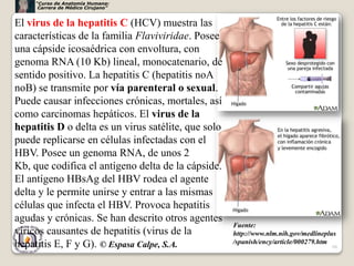 “Curso de Anatomía Humana:
      Carrera de Médico Cirujano”


El virus de la hepatitis C (HCV) muestra las
características de la familia Flaviviridae. Posee
una cápside icosaédrica con envoltura, con
genoma RNA (10 Kb) lineal, monocatenario, de
sentido positivo. La hepatitis C (hepatitis noA
noB) se transmite por vía parenteral o sexual.
Puede causar infecciones crónicas, mortales, así
como carcinomas hepáticos. El virus de la
hepatitis D o delta es un virus satélite, que solo
puede replicarse en células infectadas con el
HBV. Posee un genoma RNA, de unos 2
Kb, que codifica el antígeno delta de la cápside.
El antígeno HBsAg del HBV rodea el agente
delta y le permite unirse y entrar a las mismas
células que infecta el HBV. Provoca hepatitis
agudas y crónicas. Se han descrito otros agentes
                                                     Fuente:
víricos causantes de hepatitis (virus de la          http://www.nlm.nih.gov/medlineplus
hepatitis E, F y G). © Espasa Calpe, S.A.            /spanish/ency/article/000279.htm
                                                                                     66
 