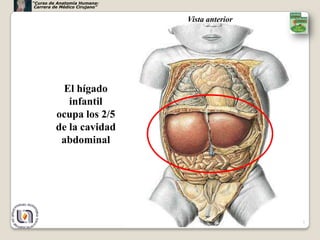 “Curso de Anatomía Humana:
 Carrera de Médico Cirujano”


                               Vista anterior




          El hígado
            infantil
         ocupa los 2/5
         de la cavidad
          abdominal




                                                7
 